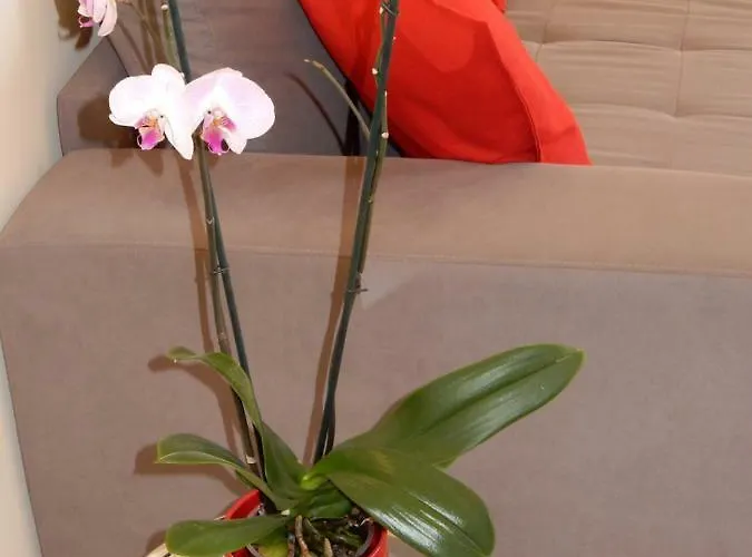 & Sea Apt, Fast Wifi, Airco, Private Parking And Pool *